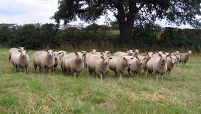 Ewe lambs
